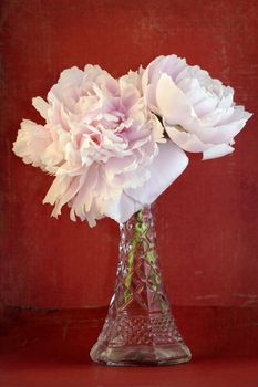 Dramatic contrast, soft pink peonies flowers in cristal vase over grungy red background