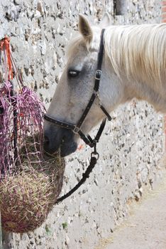 Horse enjoying its Hay