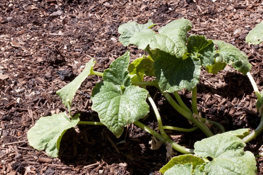 a cucumber plant growing in the garden.