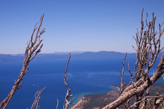 Dead trees with a back drop of a blue sky and lake tahoe in landscape