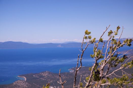 Pine tree with a back drop of a blue sky and lake tahoe