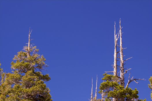Three old pine trees agains a deep blue sky