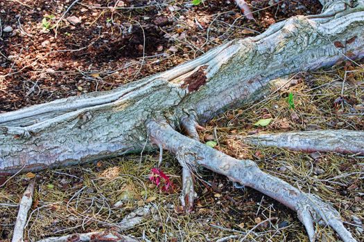 Tree roots