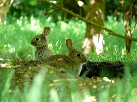 portrait of wild rabbits at their nest