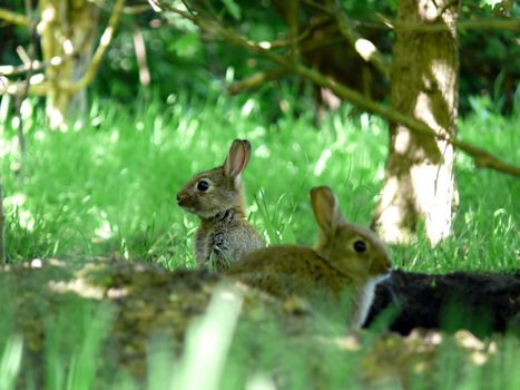 portrait of wild rabbits at their nest