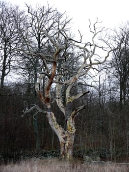 portrait of an mystical old tree in forrest