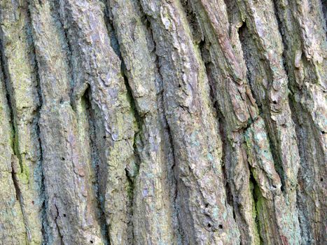 portrait of oak tree texture