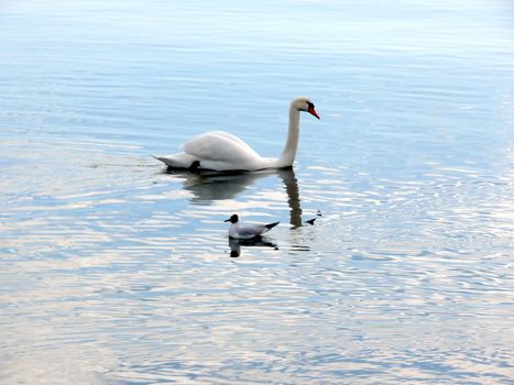 portrait of beautiful swan and seagull swim in calm water