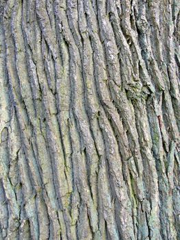portrait of oak tree texture