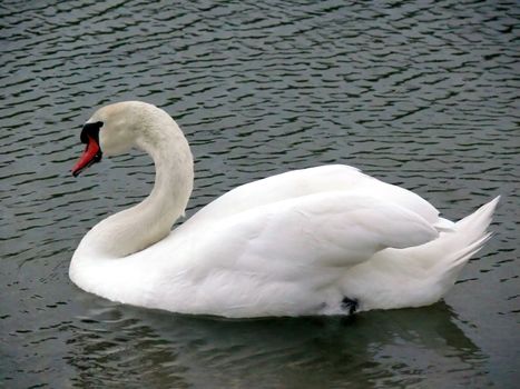 portrait of mute swan in lake