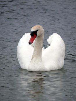 portrait of mute swan in lake