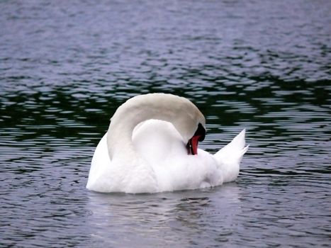 portrait of mute swan in lake