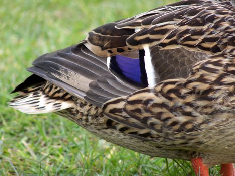 closeup portrait of female mallard duck tail