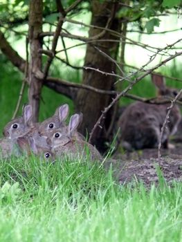 portrait of wild rabbit family at their nest