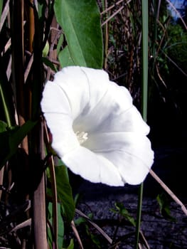 portrait of a white single flower in summertime