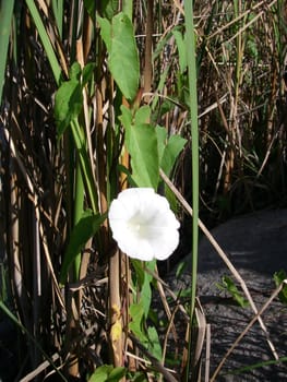 portrait of a white single flower in summertime
