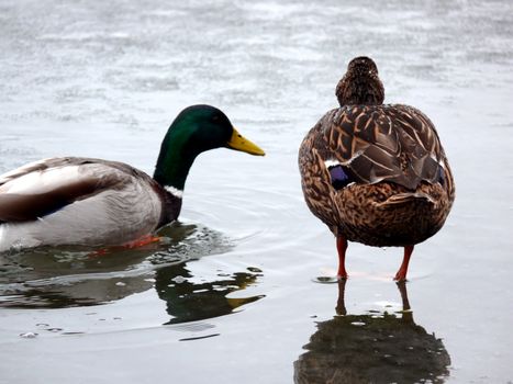 portrait of mallard duck walking on water:)