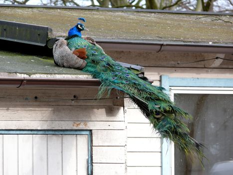 Portrait of peacock sitting on house rooftop