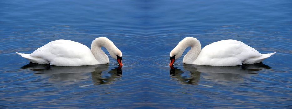 portrait of beautiful swan forming hearts