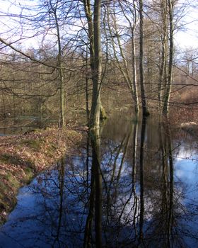 portrait of tree reflection in water and forrest view