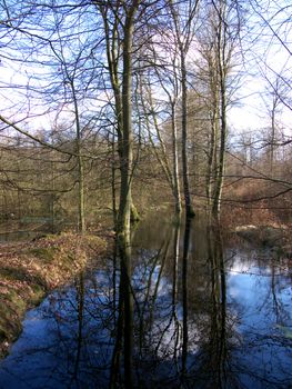 portrait of tree reflection in water and forrest view