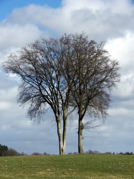 portrait of landscape with tree and clouds