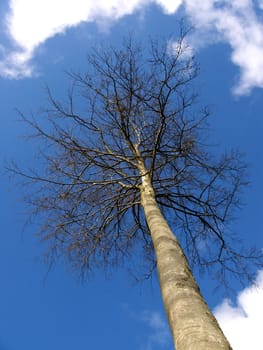 portrait of tree in blue sky and clouds