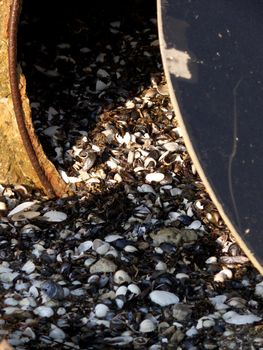 portrait of seashells treasure chamber