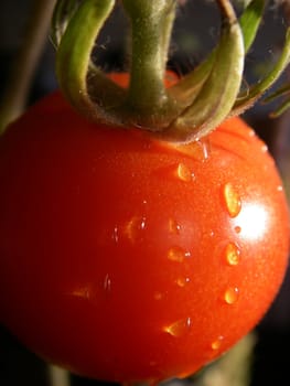 portrait of a single red fresh tomato