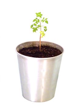 portrait of small plant in big bucket