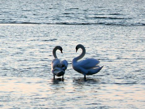 portrait of beautiful swans together in calm water