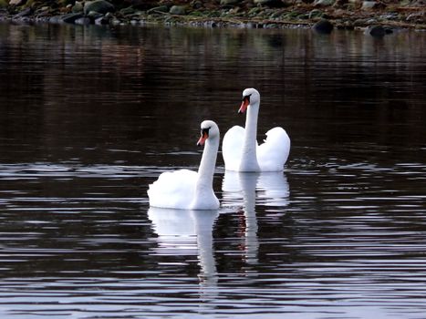 portrait of beautiful swan swim in calm water