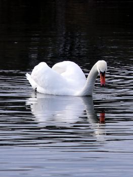 portrait of beautiful swan swim in calm water