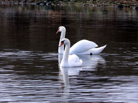 portrait of beautiful swan swim in calm water