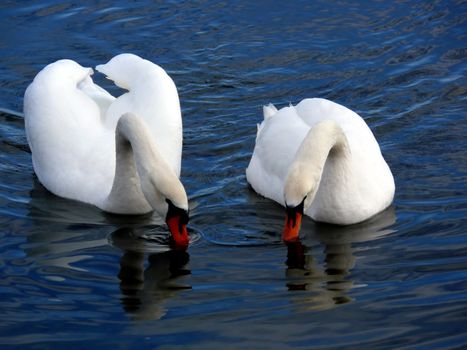 portrait of beautiful swans together in calm water