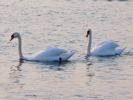 portrait of beautiful swans together in calm water