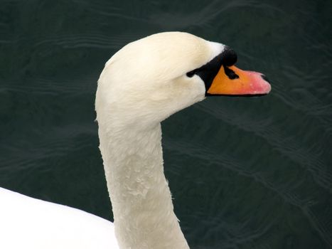 closeup portrait of swan head 