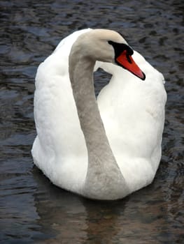 portrait of a peaceful swan in water