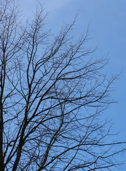 portrait of summer tree in blue sky