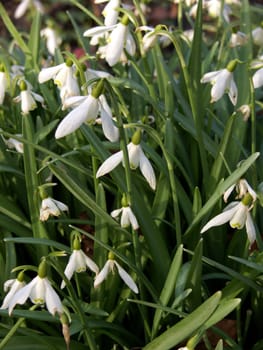 portrait of snowdrops (Galanthus nivalis) at early spring