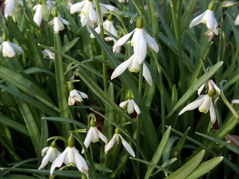 portrait of snowdrops (Galanthus nivalis) at early spring