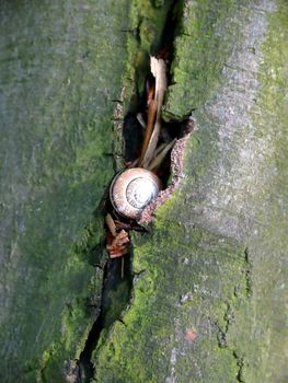 portrait of snail in tree