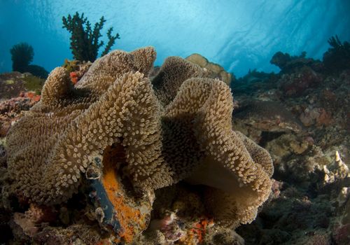 Scenic view of a coral reef in the Philippines with a large flowing anemone in the foreground and the water's surface behind small baitfish in the background