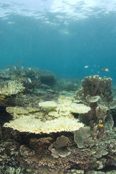 A reef in the Philippines with dead coral, indicative of much of the ocean's reefs and the result of the human impact on the fragile ecosystem