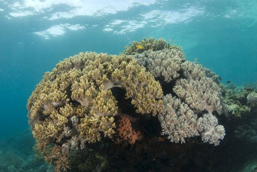 Coral head underwater in the ocean of Cebu Philippines with the surface of the ocean in the background