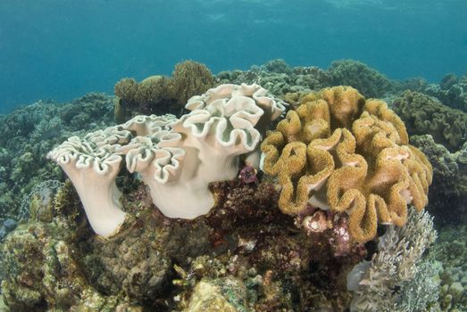 Coral reef seascape in the South China Sea near the island of Cebu, Philippines.