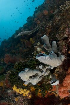 The colorful reef of coral and sponges making a wall in the ocean in the South China Sea