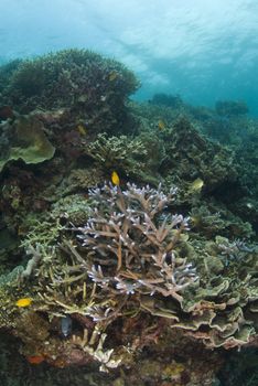 Staghorn coral on a prolific reef in the waters off Cebu Philippines