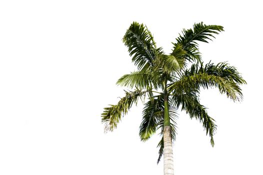 Filipino palm tree isolated on a white background