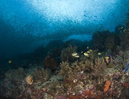 Scenic underwater view of the diversity of life on the reefs in the South China Sea
